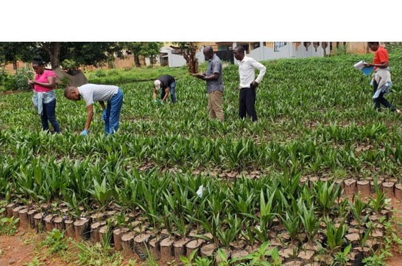 TARI Mikocheni, in cooperation with TARI Kihinga surveys, collected 3075 fresh leaf samples for oil palm in Tabora and Kigoma regions, purposely for checking DNA to find out the effectiveness of pollination between DURA and PISIFERA oil palm genotypes.