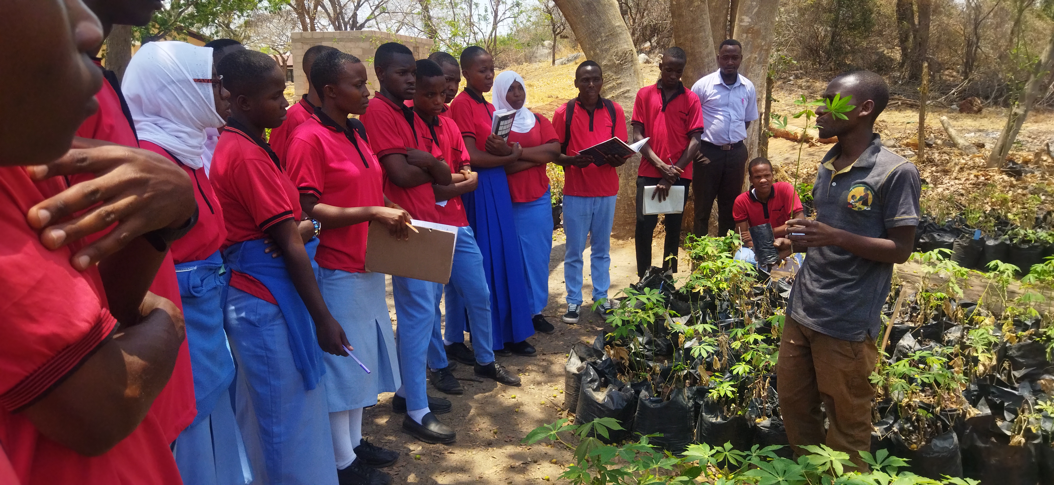 Agriculture field officer from TARI Tumbi training students from Unyanyembe secondary on how to multiply many cassava cuttings in small area.