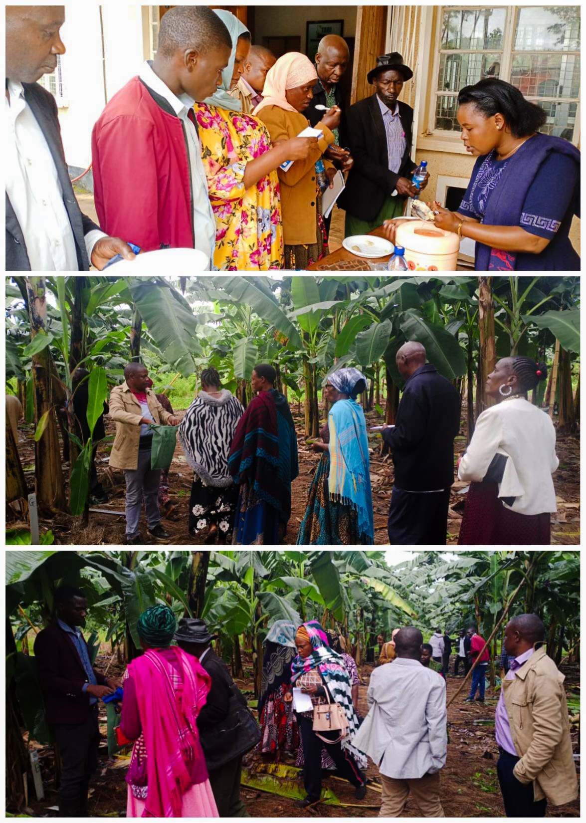 Tari Maruku conducted farmers field assessment and sensory evaluation of 8 pre released banana varieties (cultivars)