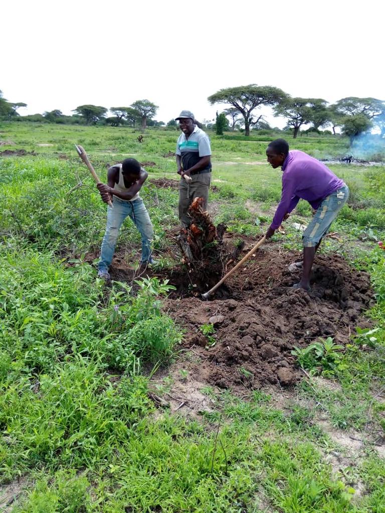 FIELD PREPARATION  Dr. Lameck Makoye Centre Manager  with casual Laboures participating in distumping land ready for cultivation. 24/12/2020.