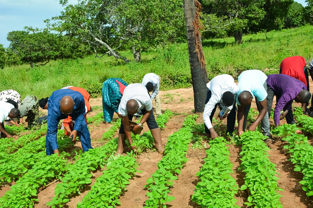 TARI Naliendele conducted Training on Good Agricultural Practices for Sesame crop to  Mtwara DC Extension Officers