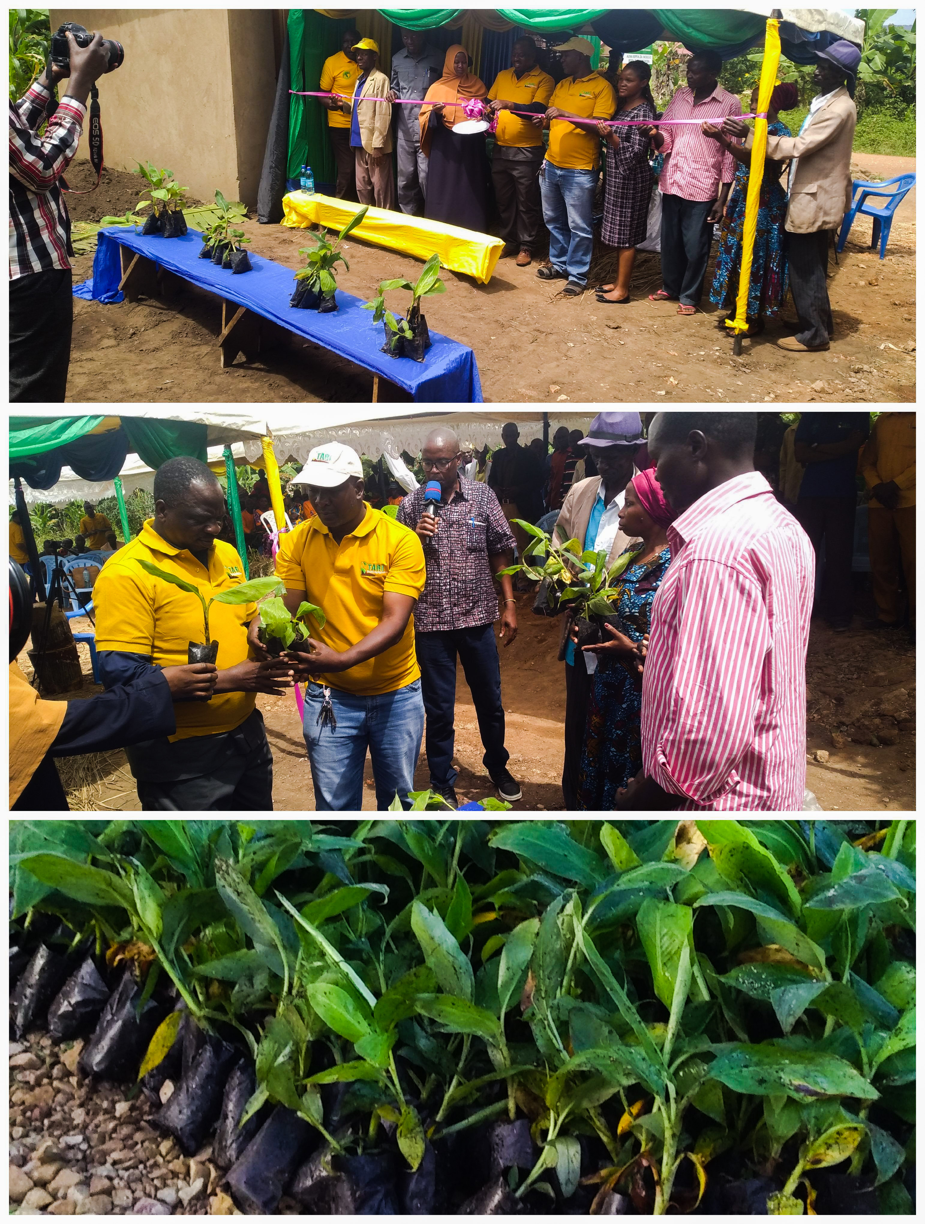 TARI-MARUKU in collaboration with TARI Tengeru and MEDA TANZANIA has conducted farmers field day at kagera region bukoba district and they have distributed about 9000 improved  banana seedlings of TARIBAN 1-4  as well as providing training on the best ban