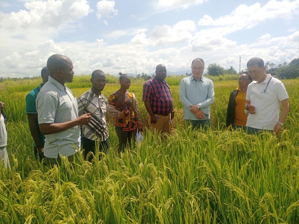 TARI Commended for Outstanding Performance of KAFACI Rice Research Projects 