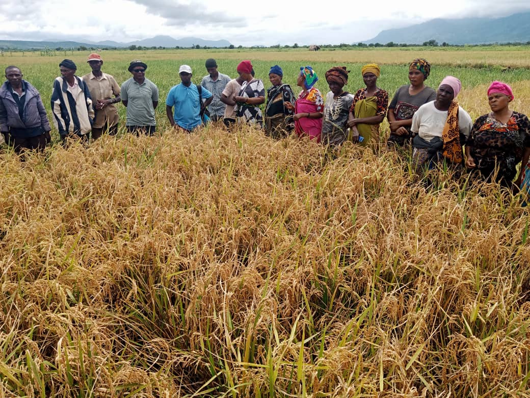 What value does participatory variety selection add in rice seed development for smallholder farmers?