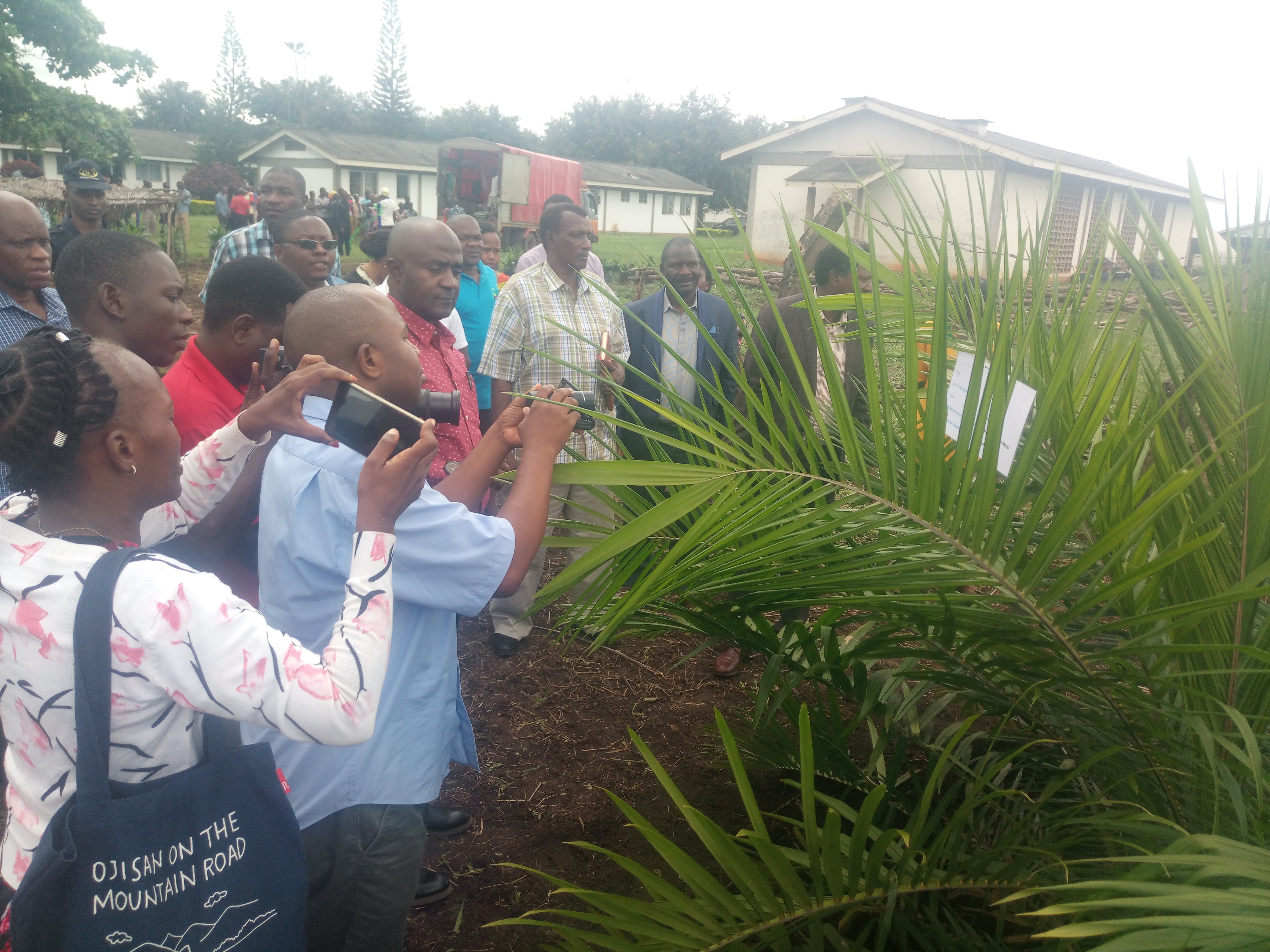 TARI distribute free of charge palm oil seedlings to farmers: Contributing to sustainable edible oil sufficiency in Tanzania 