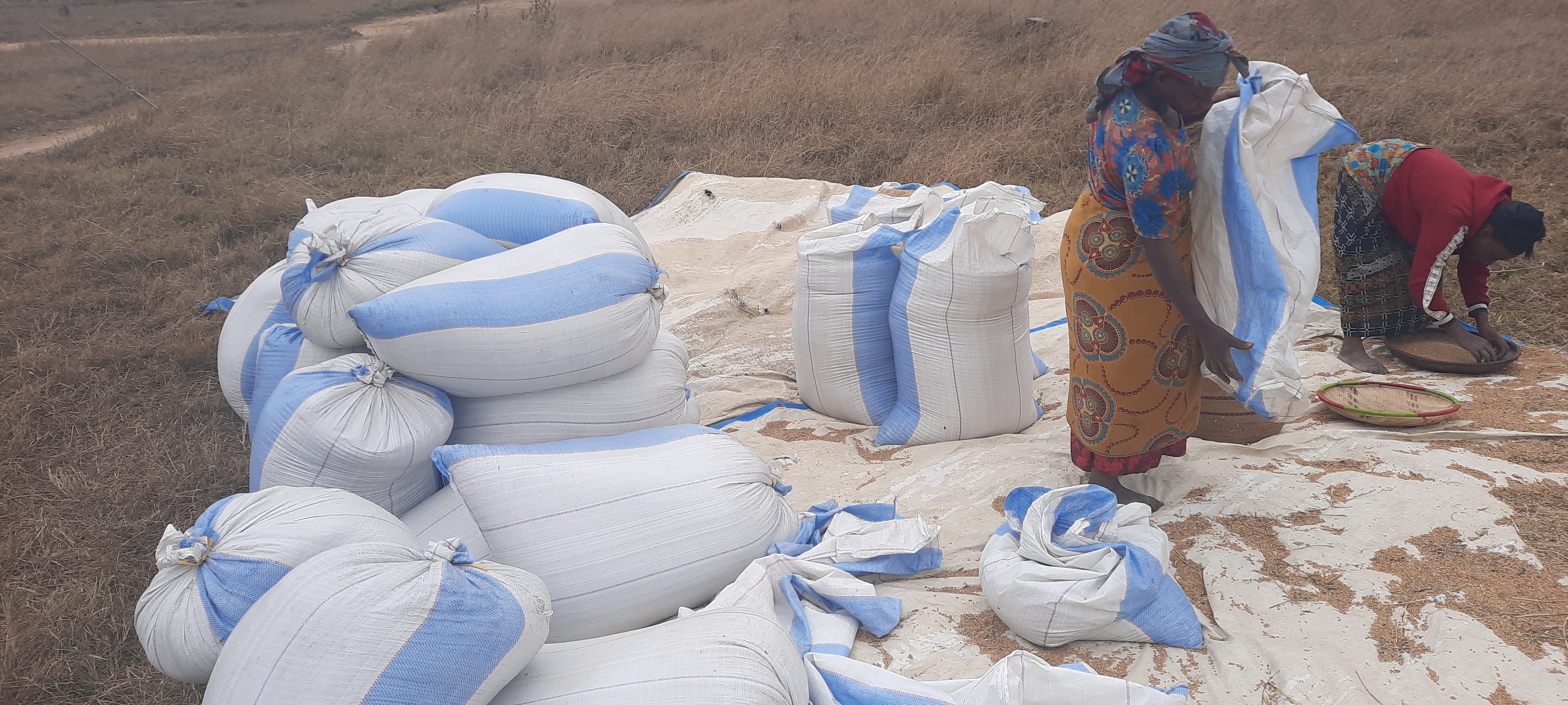 TARI Kifyulilo havested 15 tones of certfied wheat seed of sifa variety.