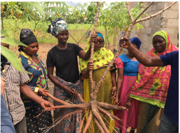 Cassava Whitefly project highlights from 2016 to 2019