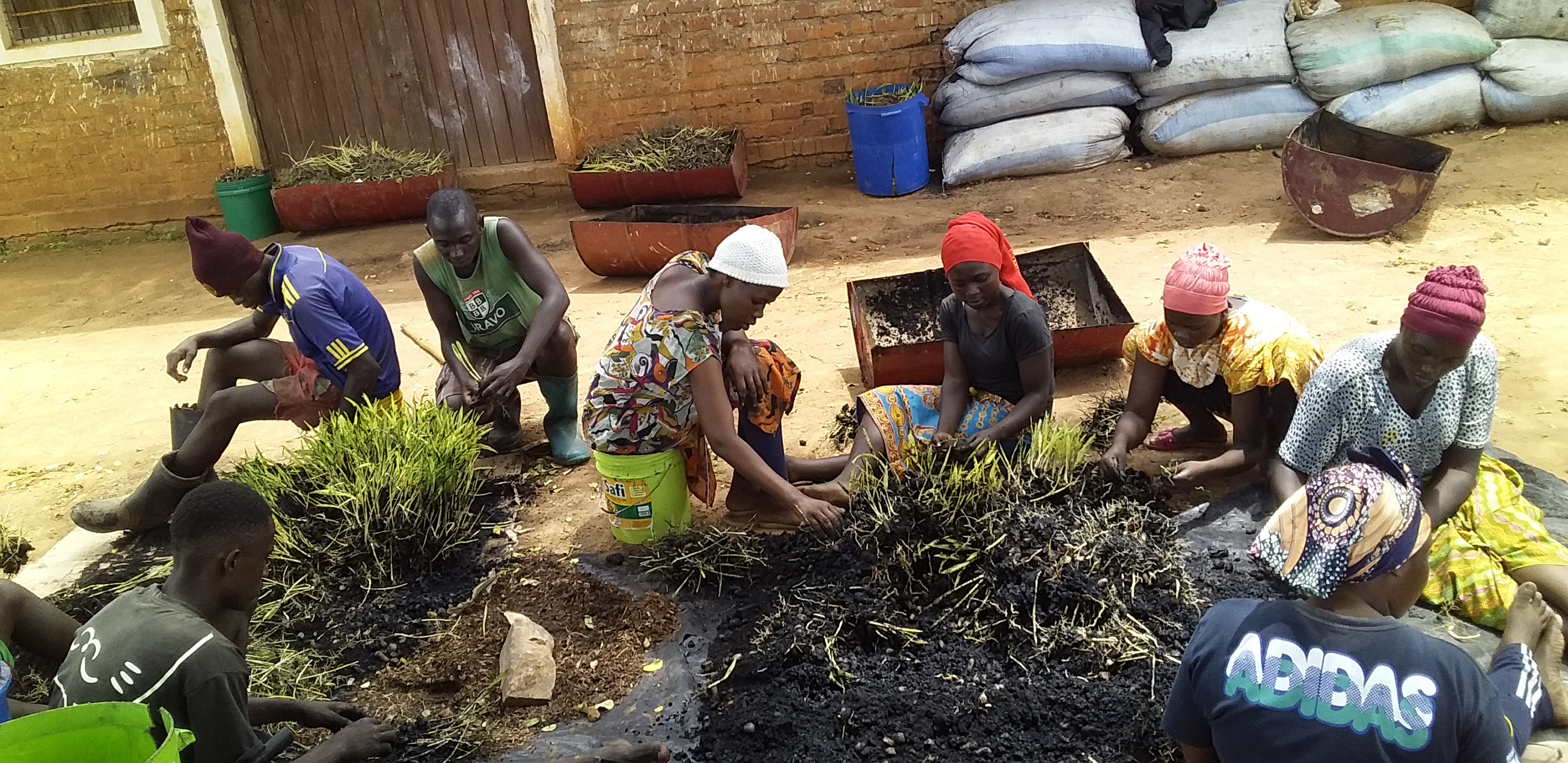 SORTING OF PRE-GERMINATED SEEDS