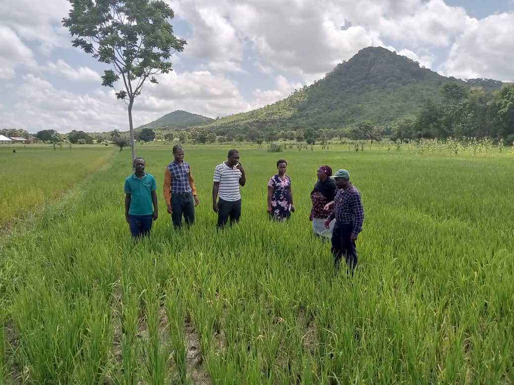 TARI-Ifakara Researchers visited Improved Rice varieties demonstration plots at Michenga Ifakara