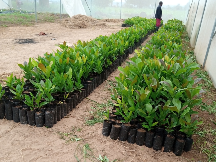 We have moved the services closer to the farmers.
We would like to inform  farmers that the Cashew seedlings are now available at the TARI Kihinga research center for farmers in Kigoma region and surrounding areas.
