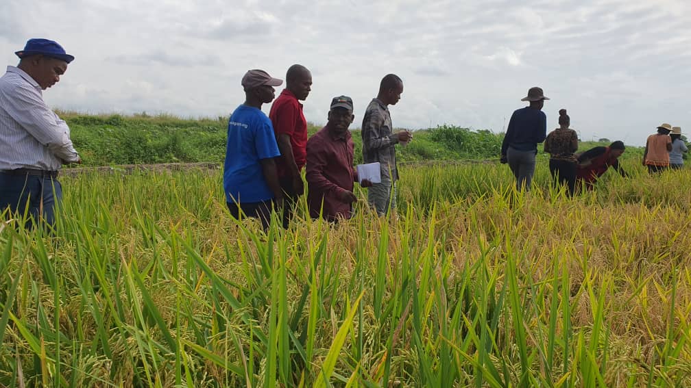 TARI DAKAWA brings stakeholders to choose rice seed that best adapts to climate change