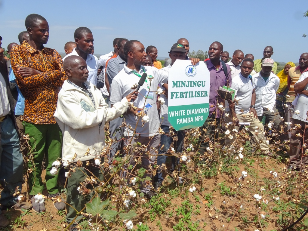Minjingu Fertiliser Brand for cotton was experimented by TARI UKIRIGURU in Western Cotton Growing Area (WCGA) _