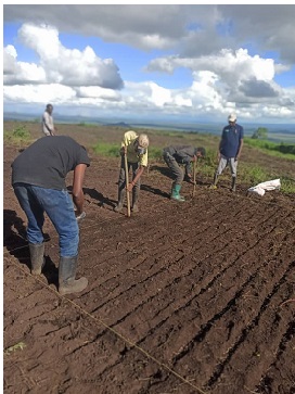TARI Selian Center strategizes to enhance adoption of improved wheat varierties