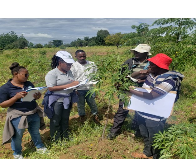 TARI Mikocheni, in cooperation with TARI Ukiriguru, surveys CMD for the purpose of investigating the contribution of sequences enhancing geminivirus symptoms (SEGS) in breaking CMD resistance in cassava varieties with resistance to CMD.