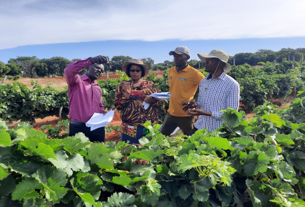 Tanzania Official Seed Certification Institute (TOSCI) visited TARI –Makutupora Centre in Dodoma, Tanzania for DUS evaluation of five grapevines which are in the process of release as new varieties 