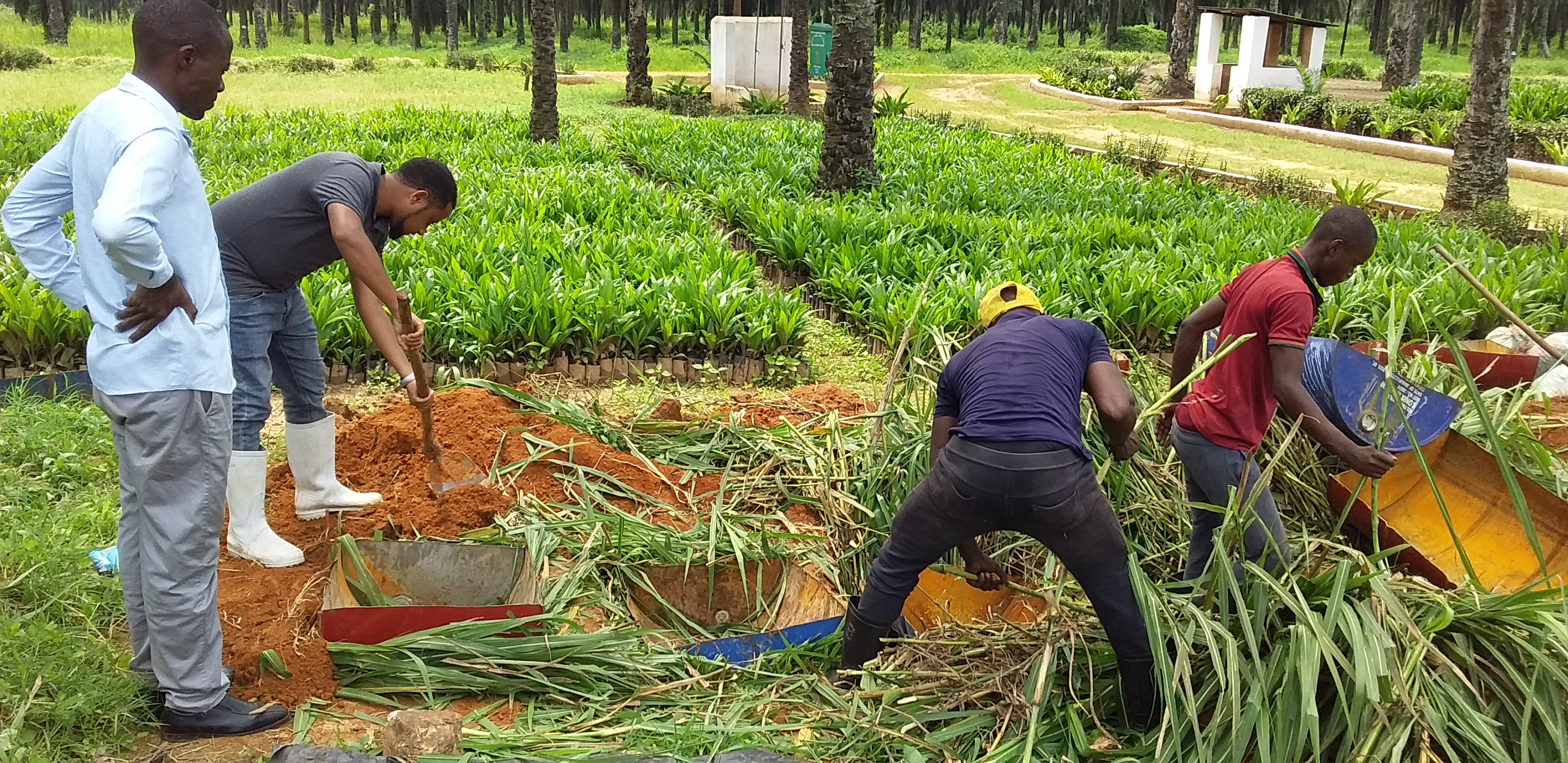 OIL PALM SEEDS GERMINATION AT KWITANGA PRISON