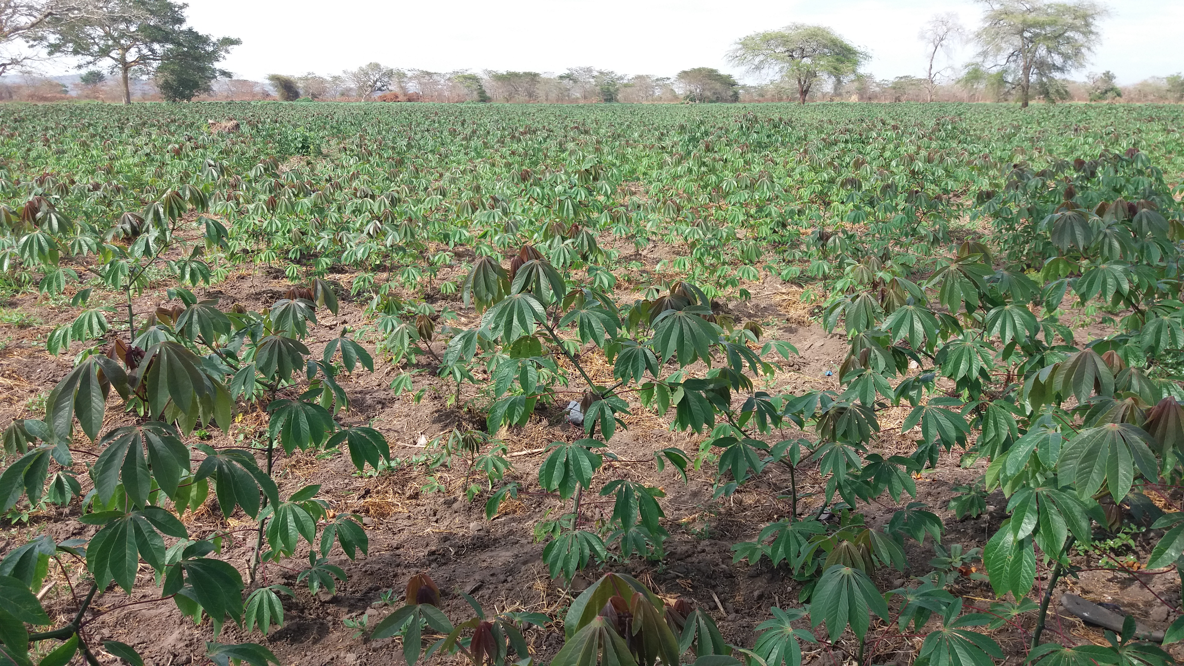 Strengthening Nutrition Value Chains in Kagera Region