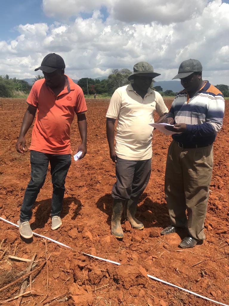 TARI HOMBOLO Scientist planning for trial establishment ( Field layout ) as pressure of climate that need timely planting that should be done on late December for better germination and vigorously plants. 26/12/2020.
