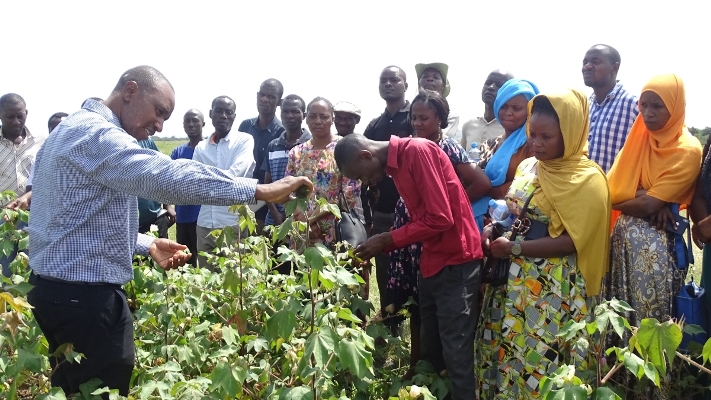 Training of extension staff from Misungwi district on agronomic practices of cotton crop.