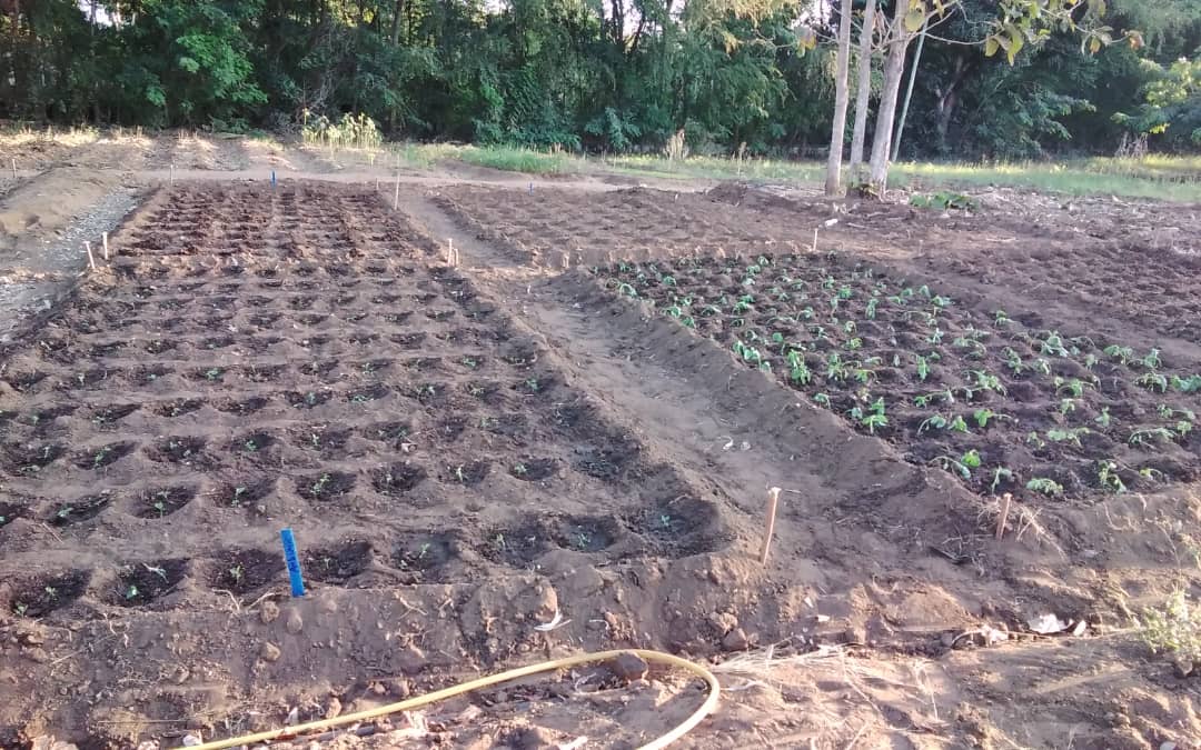 TARI Mikocheni under FRESH-WP2 Project disseminates Vegetable Improved technologies to the farmers, at Mkuranga and Bagamoyo Districts. 