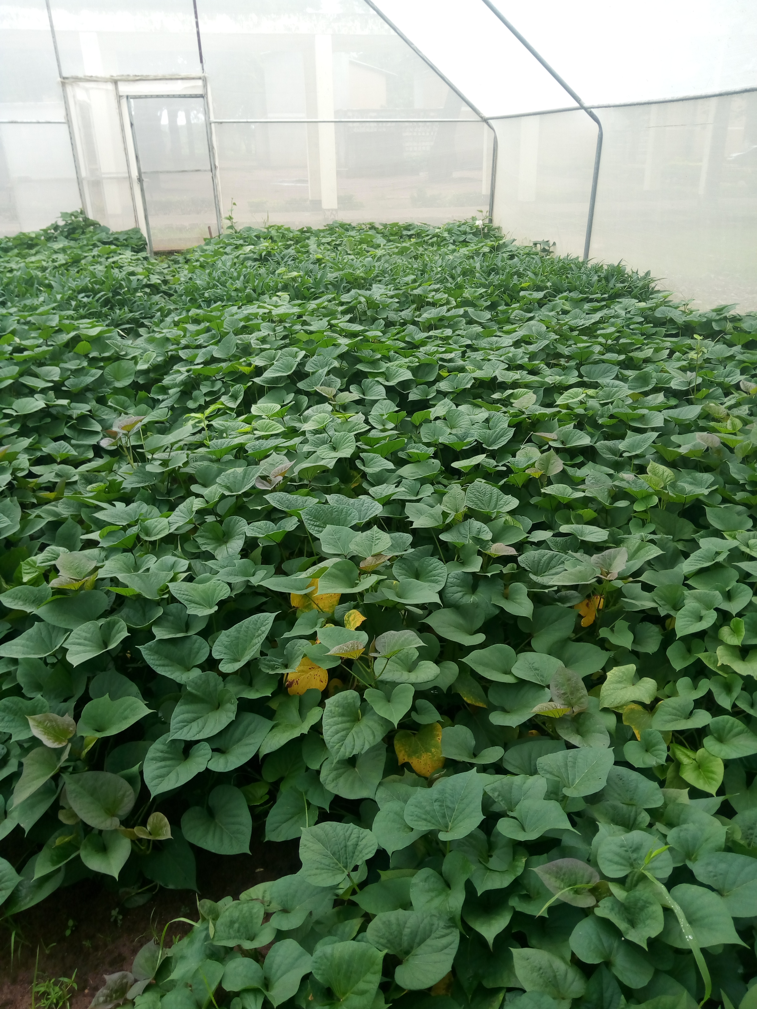 ORANGE FLESHED SWEET POTATOES SEED BEDS IN SCREEN HOUSE- TARI TUMBI