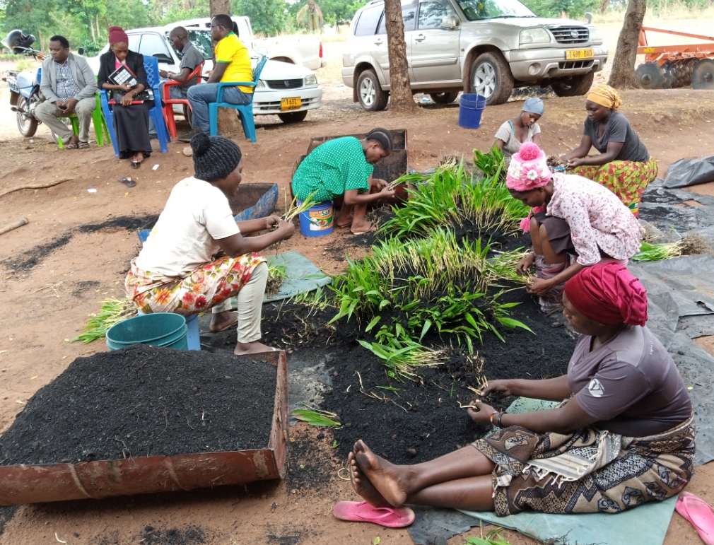 Sorting of Oil Palm Pre-germinated seeds at TARI Kihinga ready for distribution to extension officers so as they can distribute to farmers.