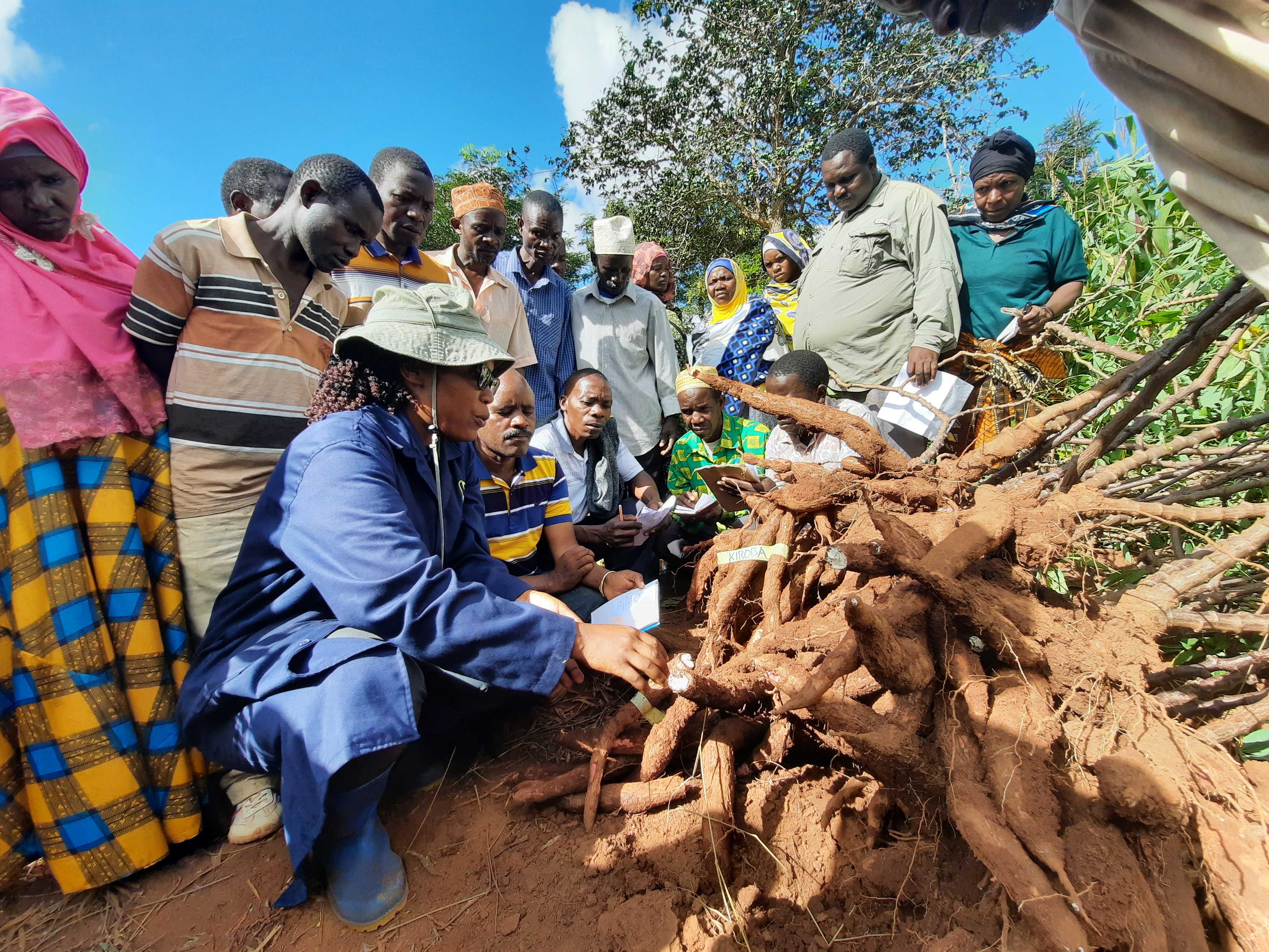 Farmer Field Day in  Namtumbo DC - Ruvuma region