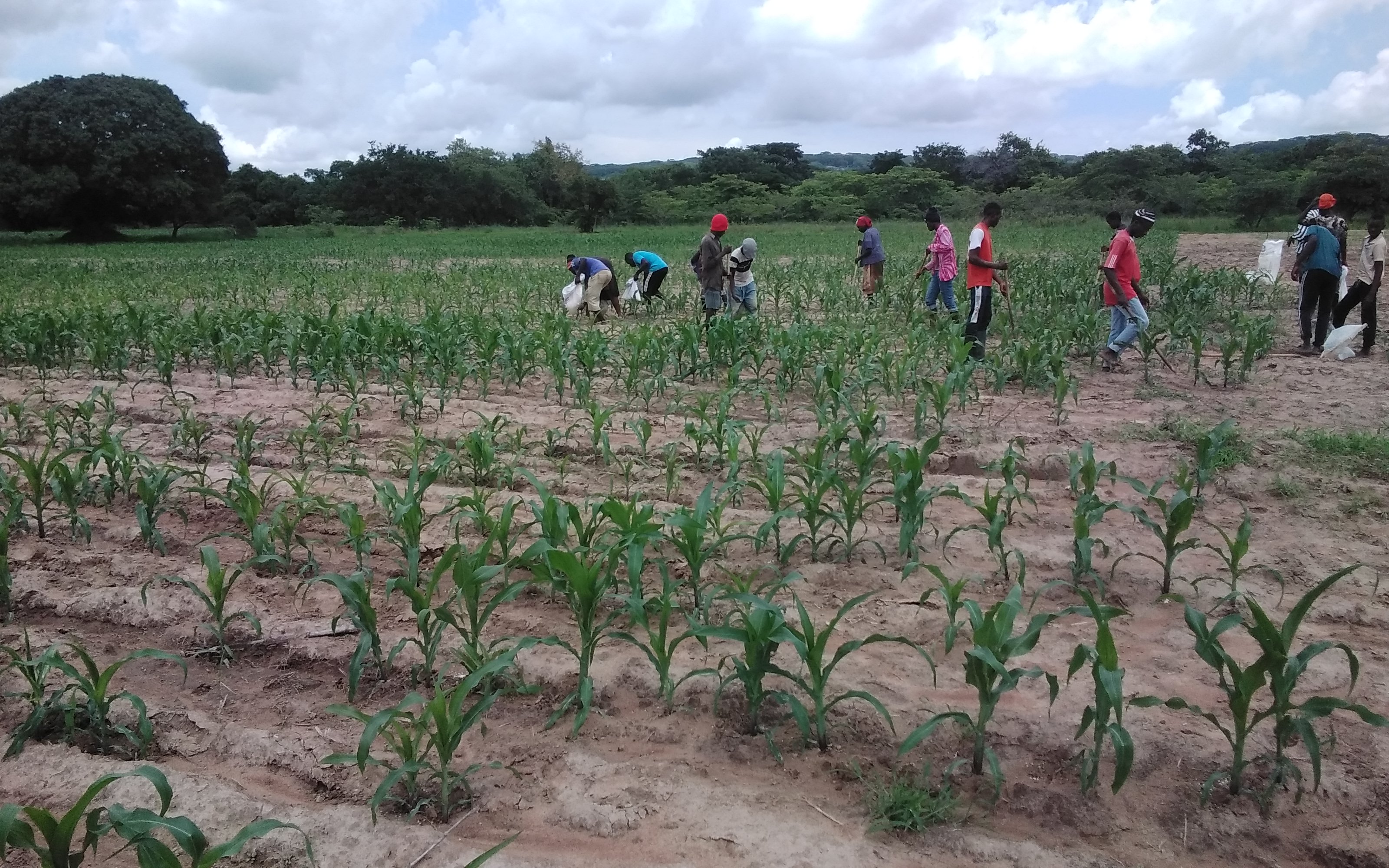 FERTILIZER APPLICATION AT TARI TUMBI MAIZE FARMS 