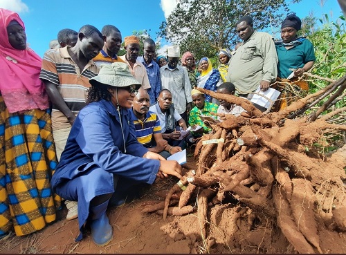 TARI - Naliendele conducted a Farmer Field Day for Cassava demos in Namtumbo DC, Ruvuma region