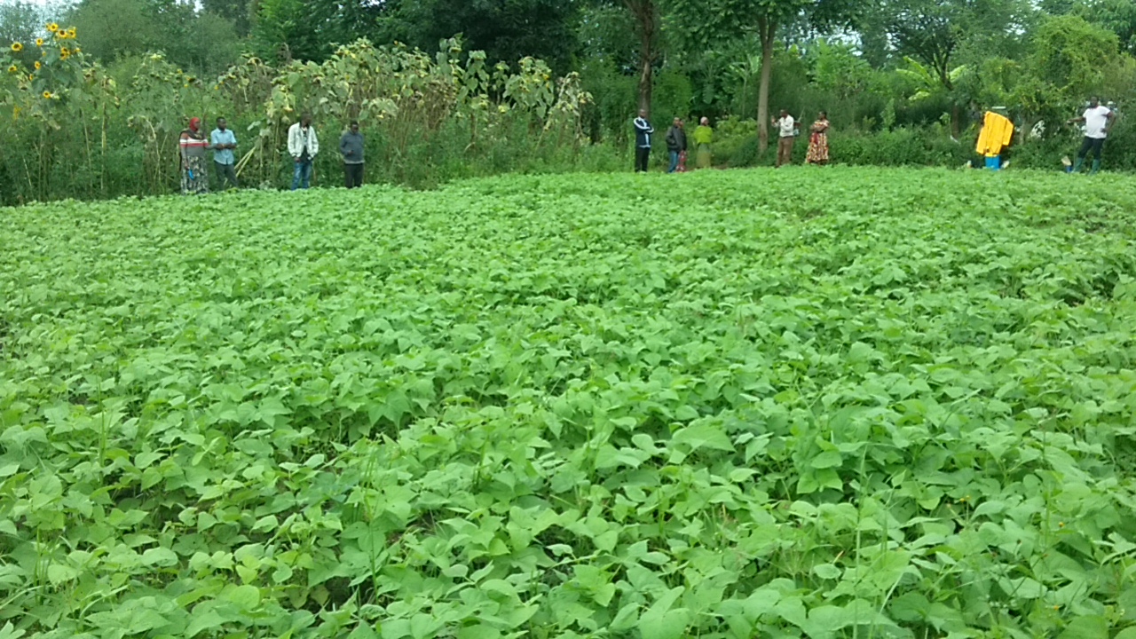 FARMERS LEARNS GOOD BEANS FARMING PRACTICES THROUGH DEMONSTRATION FARMS