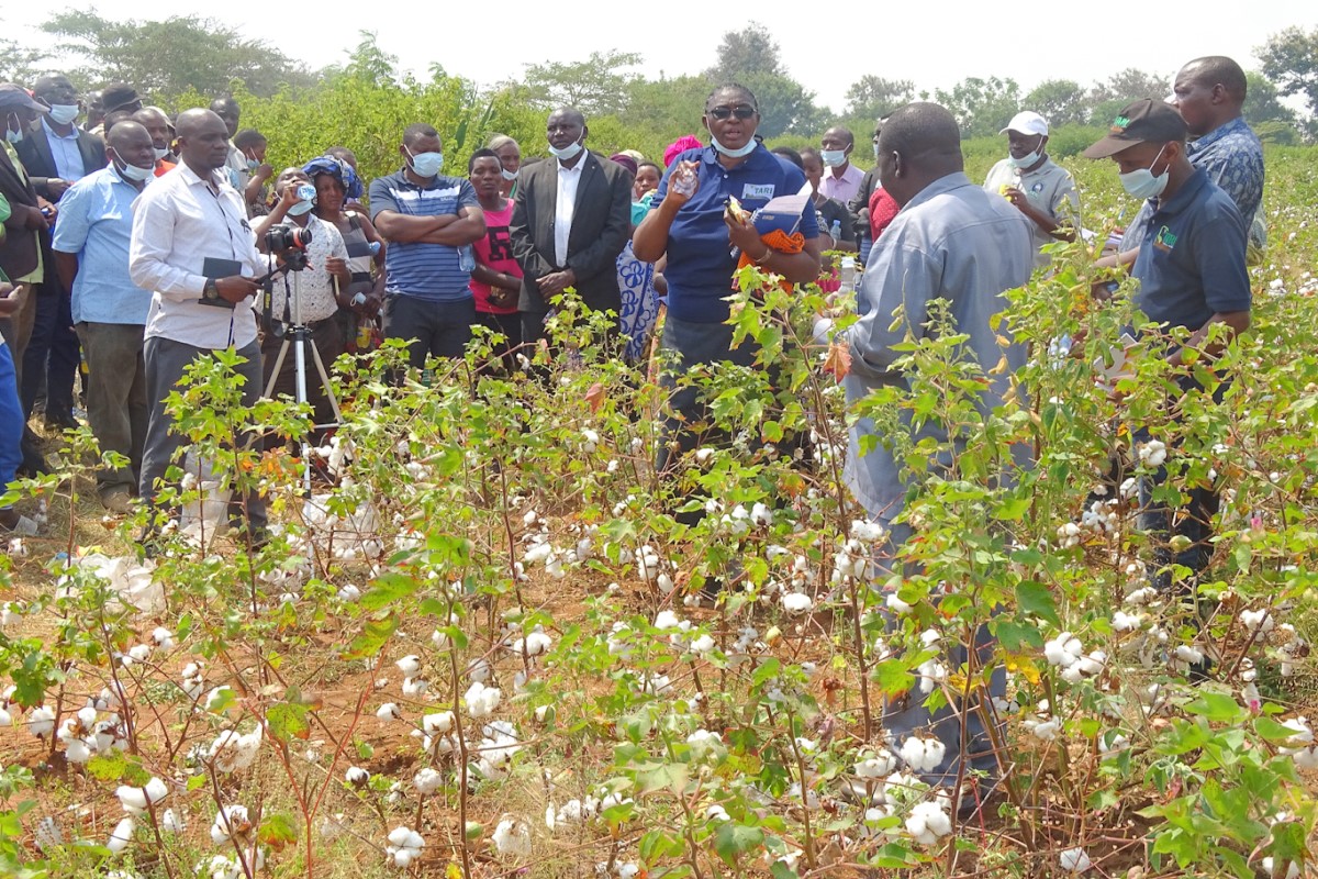 New Sowing Space in Cotton, Indicated double Yield Weight compared to previous Space (90cm X 40cm) 