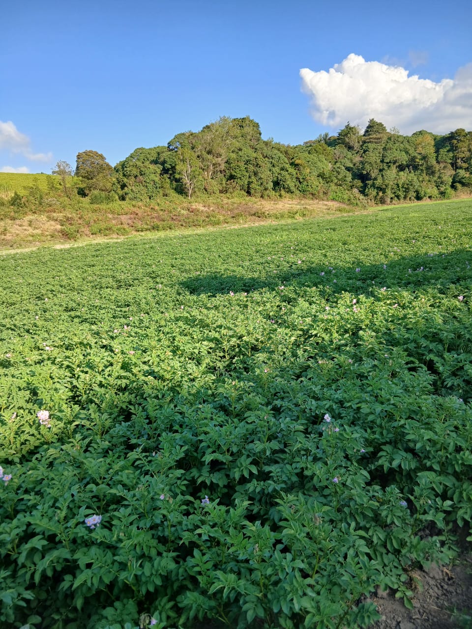 TARI KIFYULILO potatoes production farm