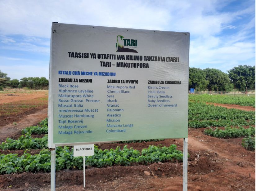 Grape Nursery at TARI- Makutupora Centre