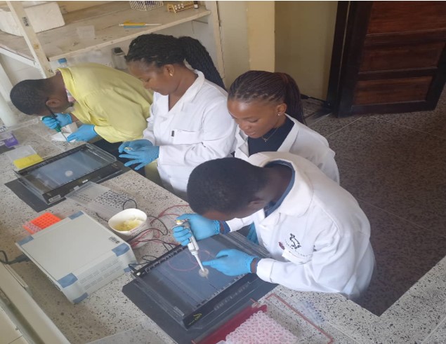 Loading of oil palm DNA samples in gel wells to check the integrate of DNA by gel electrophoresis.