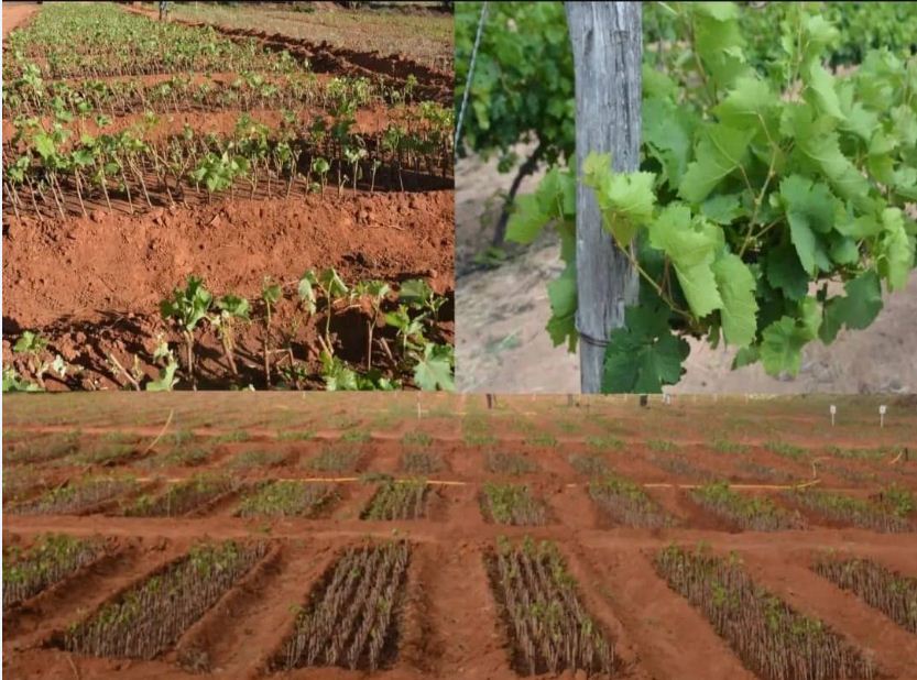 Grapevine Seedling Production at TARI - Makutupora Center