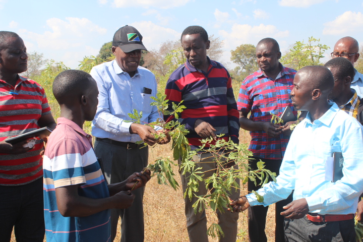 Capacity Building of Agricultural Extension Officers on Cassava production, processing and use of Disease Diagnostic Digital tools