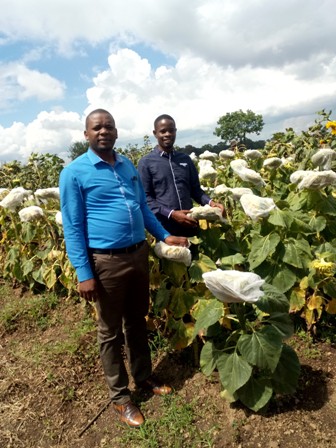 TARI Ilonga Centre Director Dr Emmanuel Chilagane (left) with  National Coordinator for Sunflower Research in Tanzania  Mr. Frank Reuben (right) during Monitoring and evaluation  of sunflower trials