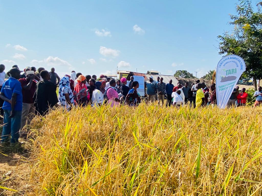 TARI-Ifakara Brings together Rice Farmers from Kilombero and Ulanga Districts on Farmers Field Day held at Kivukoni Village Ulanga on 11 Julai 2023