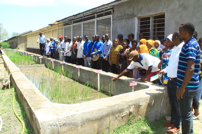 Engaging rice farmers in research stimulates the adoption of submergence rice technology