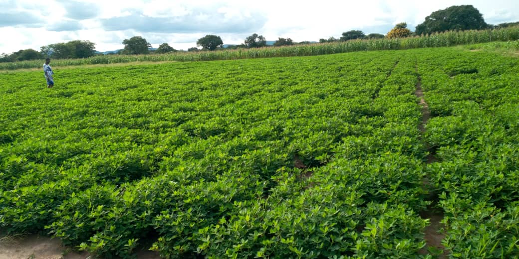 Monitoring prebasic seed production of groundnut crop