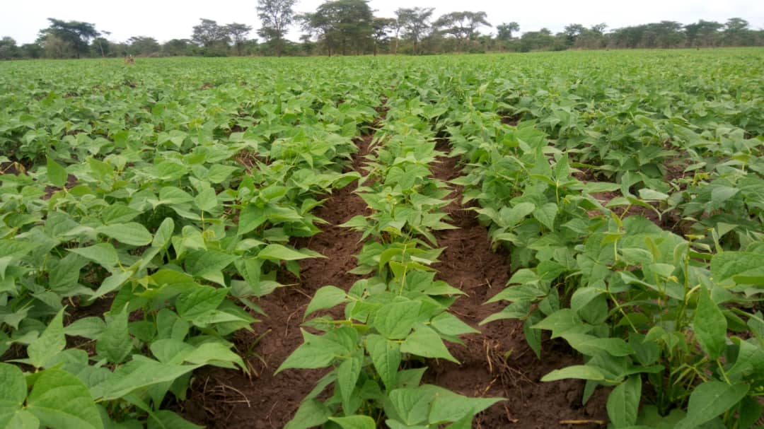 Sustainable enhancement of common bean productivity, through exploitation of established Angular Leaf spot pathogen monitoring, host – plant resistance, and seed distribution networks