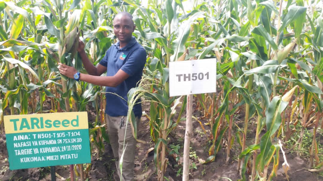 One of the TARI Tumbi Maize demonstration plots