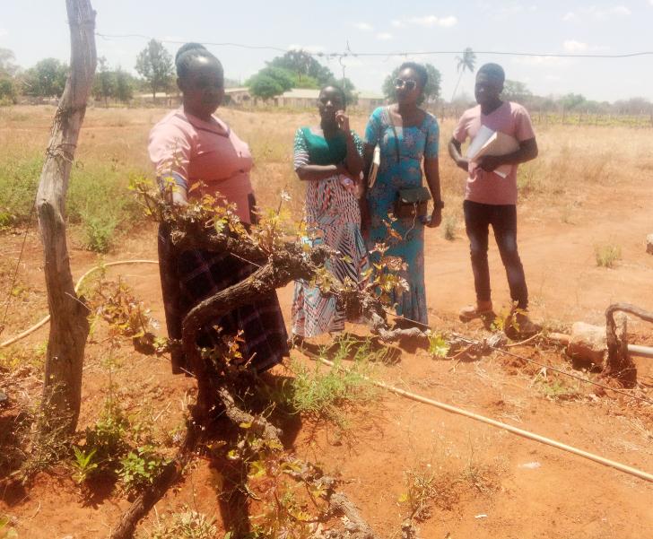 Scientist Mary Steven from TARI- Makutupora centre gives out information to DANHOLDING workers on good grape husbandry practices