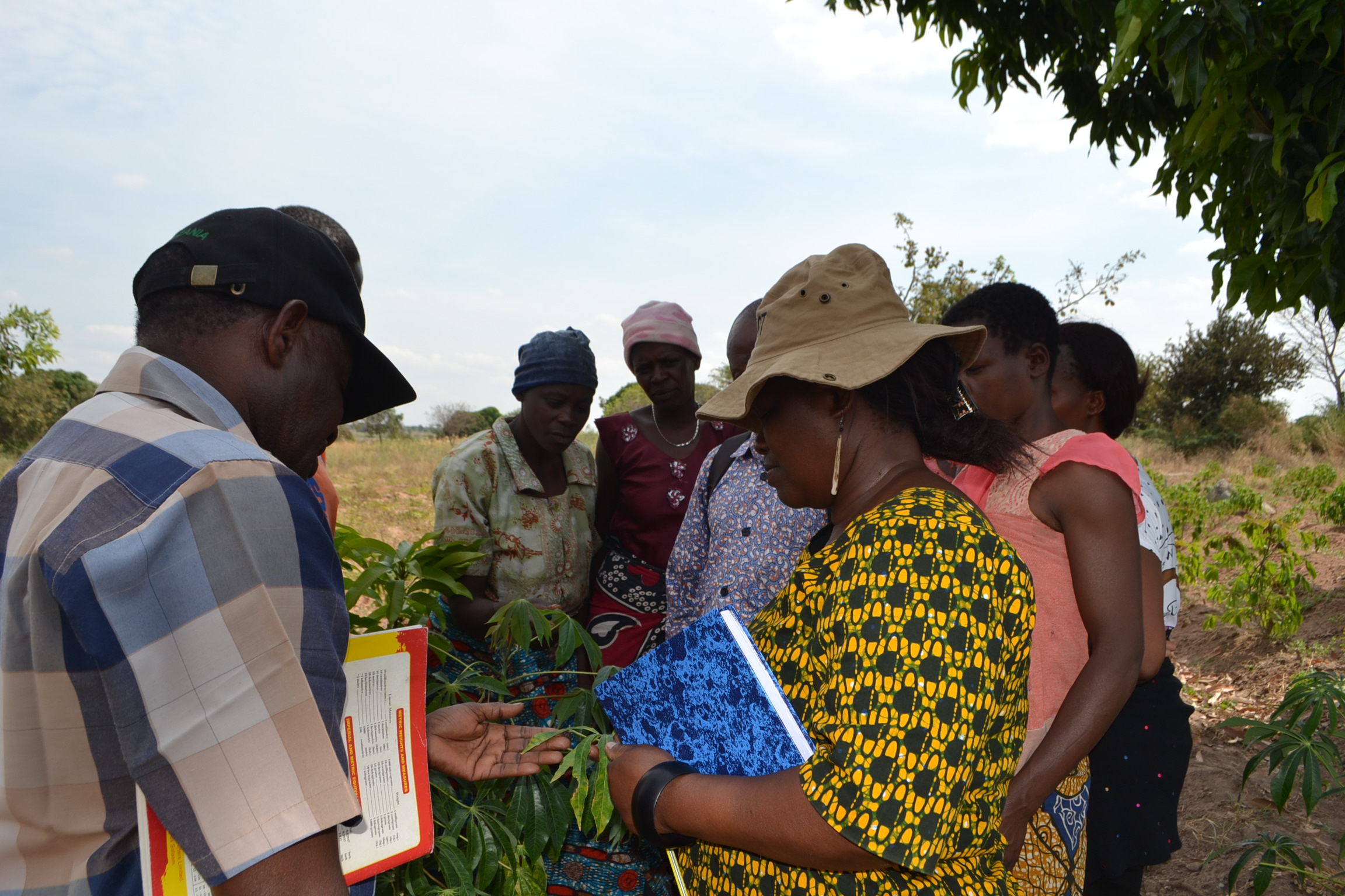 African Cassava Whitefly Project2 (ACWP2)