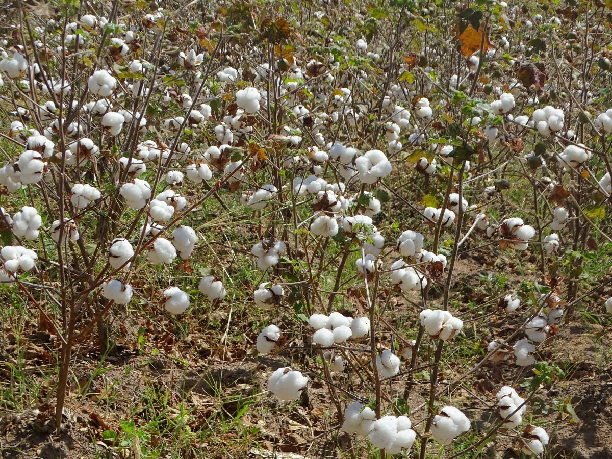 Cotton Farmers are proud of a new cotton sowing spacing (60cm-inter row spacing & 30cm intra row spacing) as it has proved a yield of 1300-1500 kgs/Acre.