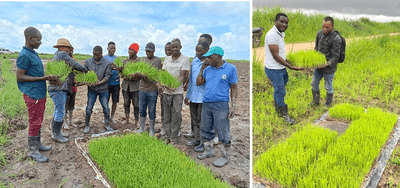 TARI Ifakara in collaboration with Rikolto conducted Labour Service Providers’ Training on SRP (Sustainable Rice Platform standard) Framework and Practical Demonstrations at Madibira scheme, Mbarali district, from 02 – 11th January 2024