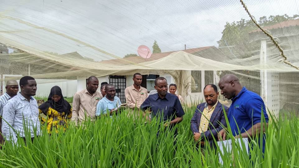 TARI Ifakara is indeed making significant contributions to rice agriculture in Tanzania.