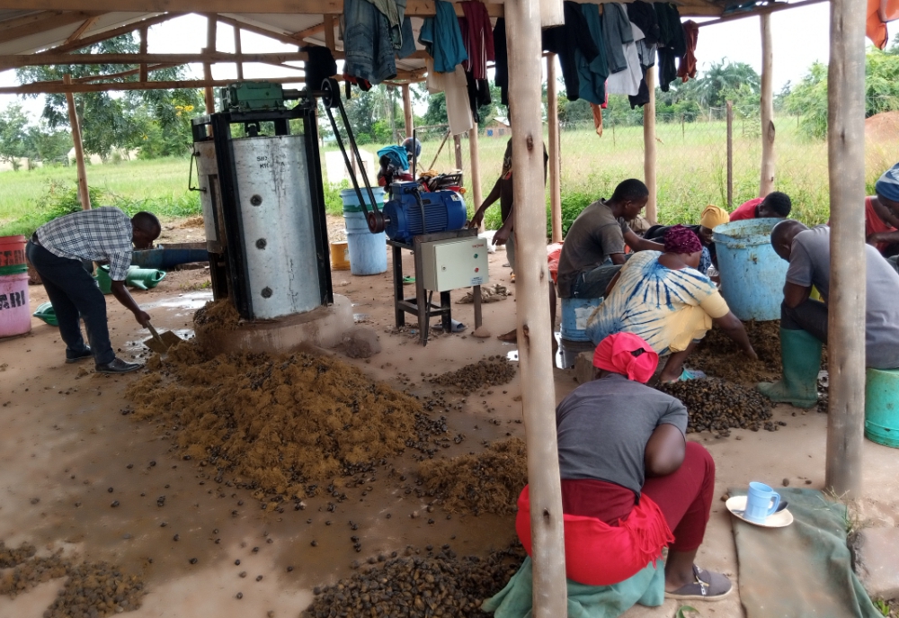 Students from Mati Mubondo Agricultural College who came to TARI Kihinga in Kigoma Region for Field Practical Training receiving training on how to process Oil Palm seeds 