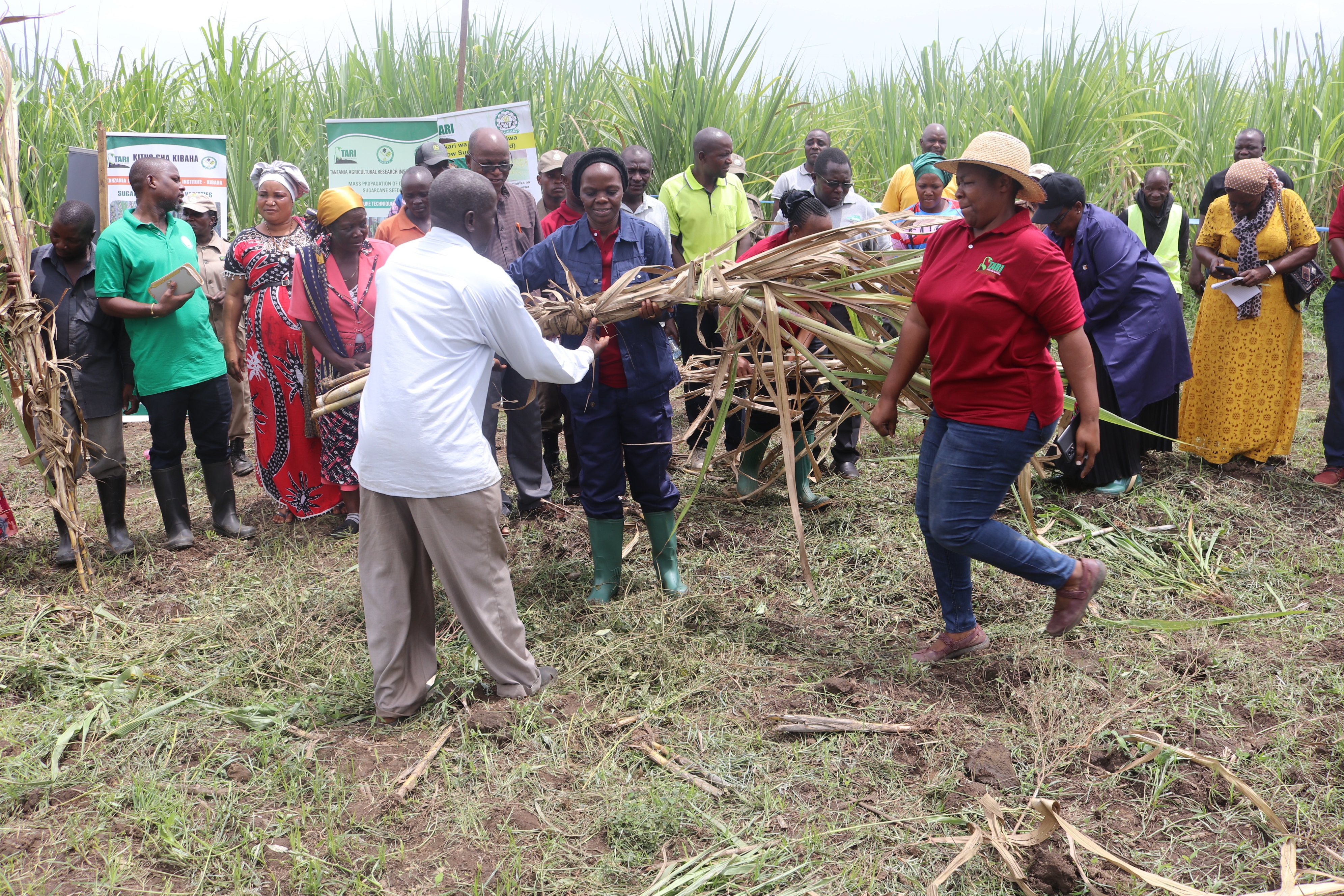 SEEDCANE DISTRIBUTION AT MSOLWA UJAMAA VILLAGE IN KILOMBERO 