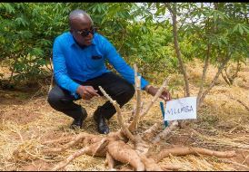 Hon. Antony Peter Mavunde looking to one of cassava variety (MUMBA) at TARI- Makutupora Center
